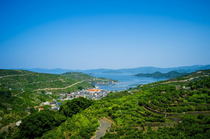 カシノキから見下ろす　みかん段々畑と宇和海と佐田岬半島。風車も見えます