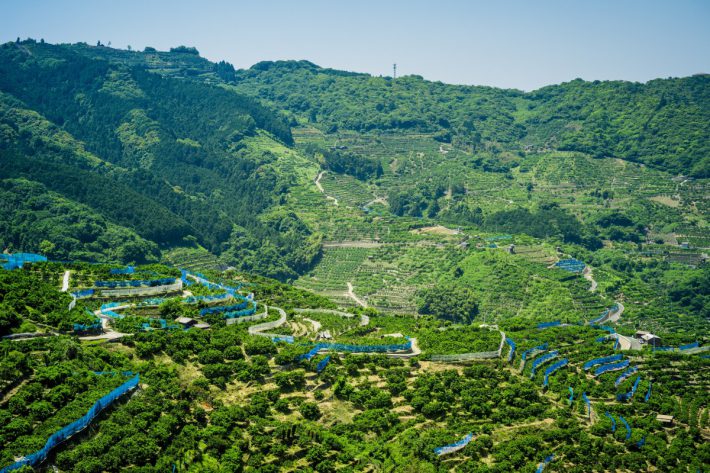 カシノキから見る八幡浜市川上町のみかん畑